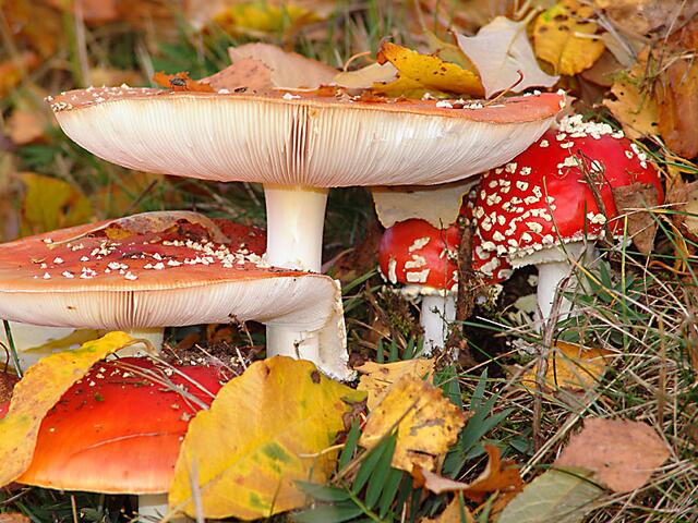Familie Fliegenpilz