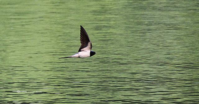 die Schwalben fliegen tief das heißt nichts Gutes