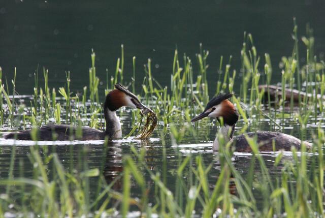 ...sammeln fleißig Nistmaterial.