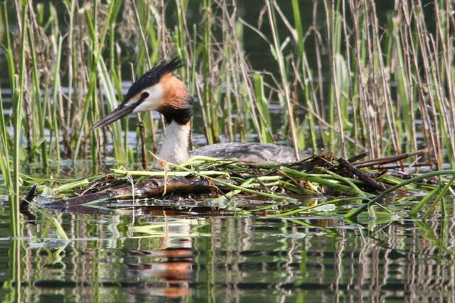 ...sitzt der Haubentaucher auf dem Nest.