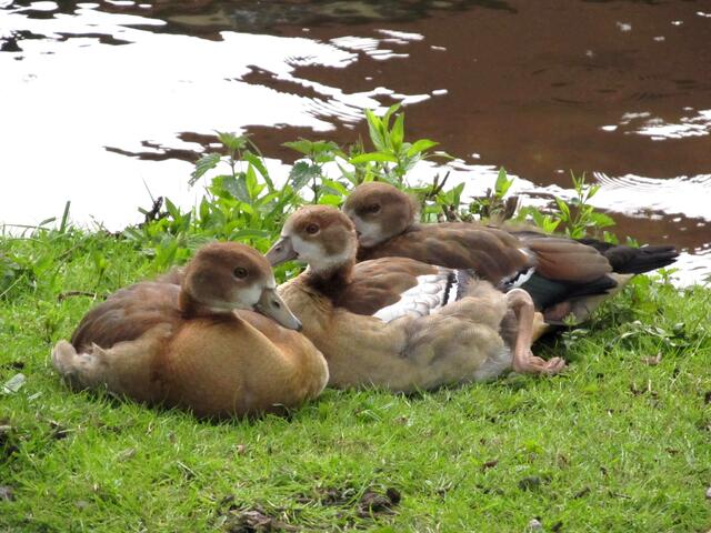Nilgänse