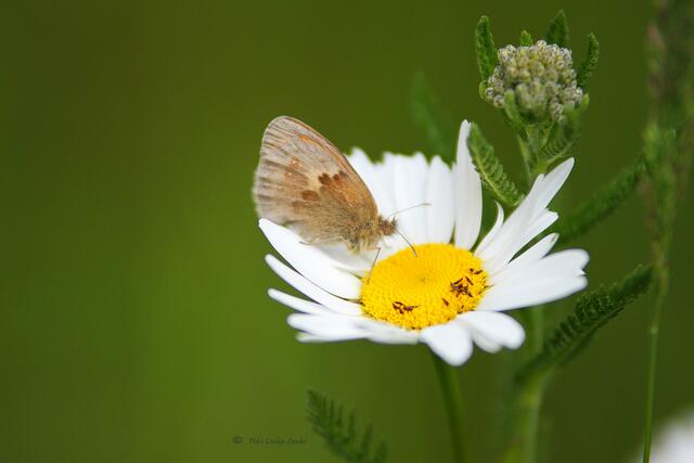 ein Einsamer begegnete uns dann doch