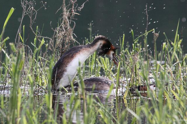 Auch Familienplanung muß...