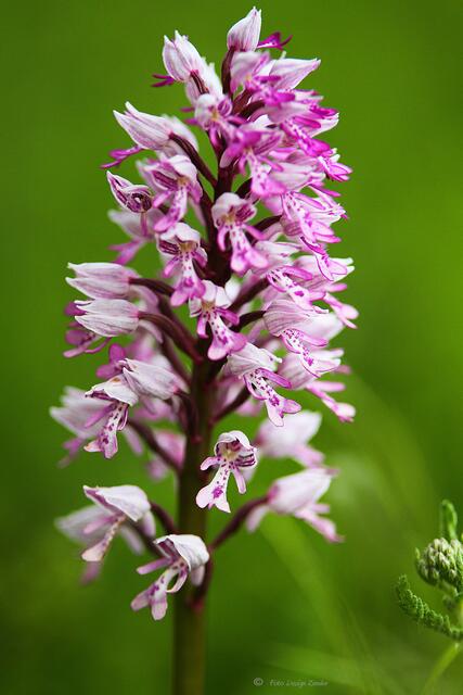 Helm Knabenkraut in voller Schönheit