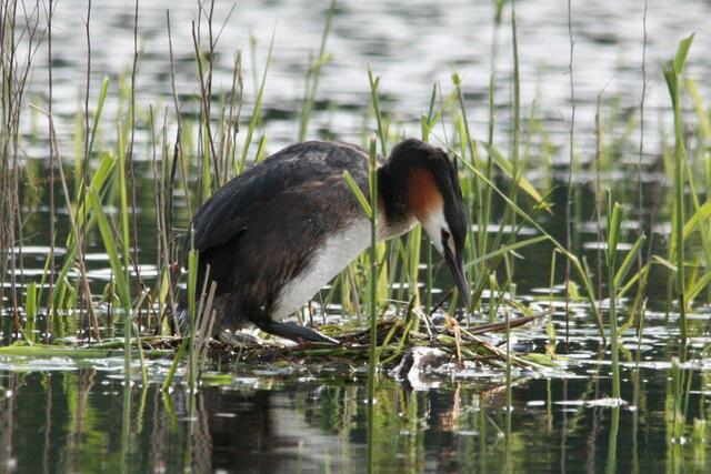 ab und zu steigt einer der Vögel auf den entstandenen Hügel...