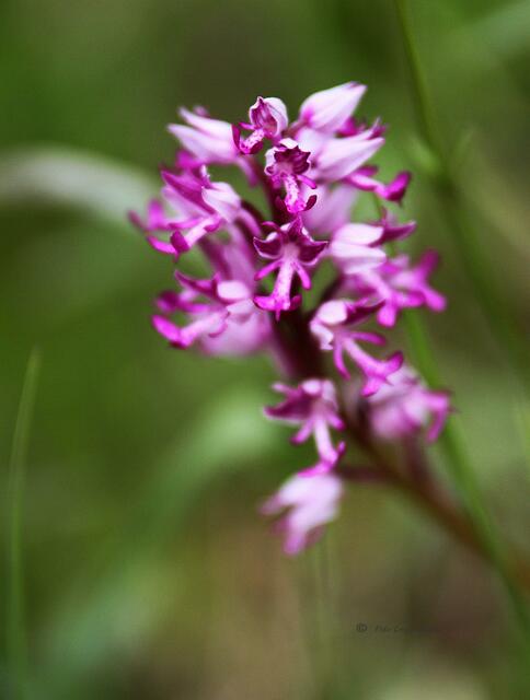 da spitzelt noch ein Helm Knabenkraut aus dem Gras