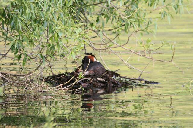 Hier wird schon gebrütet.