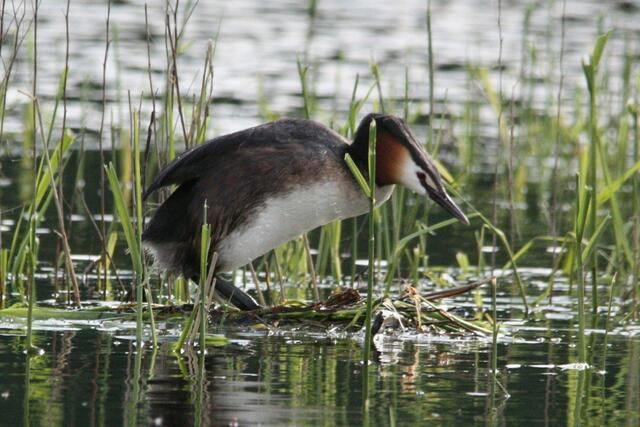 ...und tritt die Halme flach.