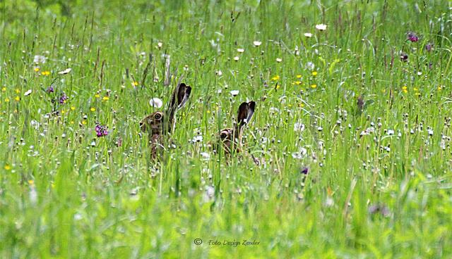 wer sitzt denn da zwischen den Orchideen?