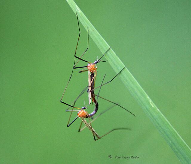 Liebe ist mit so vielen Beinen nicht so einfach grins