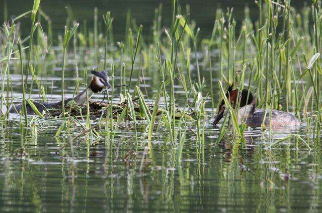 Diese beiden Haubentaucher...