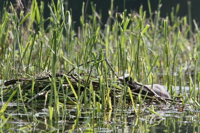 Auch das Blässhuhn ist fleißig: Hier ein dicker Ast...