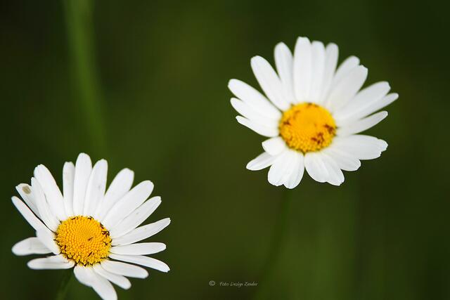 gleich im Doppelpack man was da bei Sonnenschein flattern würde