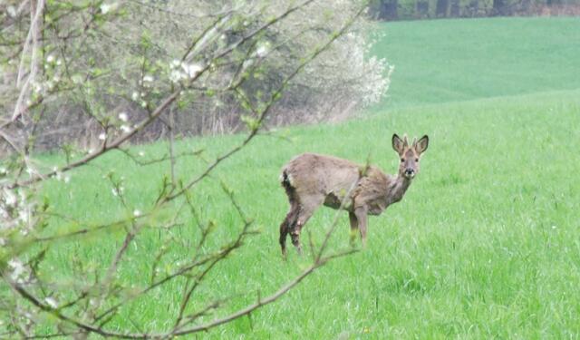 Der Rehbock hat mich gesehen