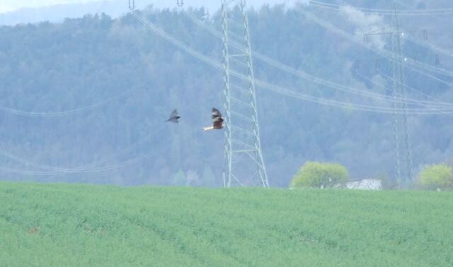 Rabe jagt immernoch den Greifvogel