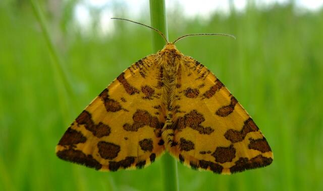 Pantherspanner (Pseudopanthera macularia)