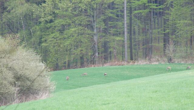 Ein Srung Rehe. Leider konnte ich nicht näher ran.