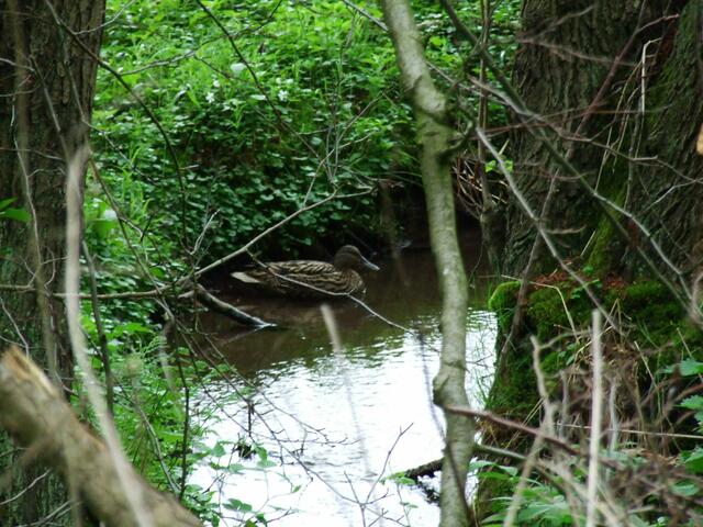 Ente am Waldrand
