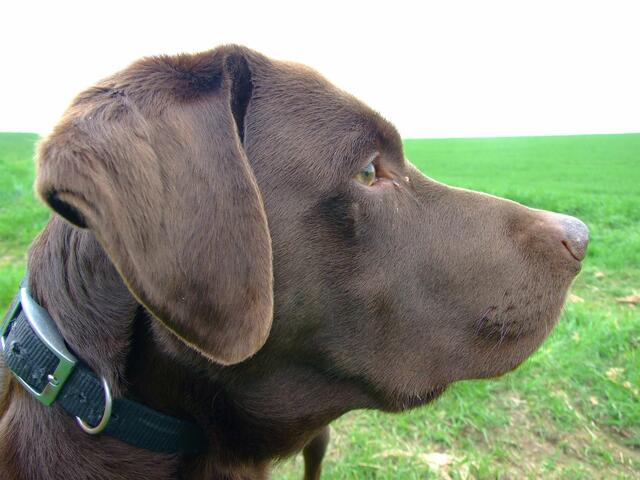 Benni im Portrait