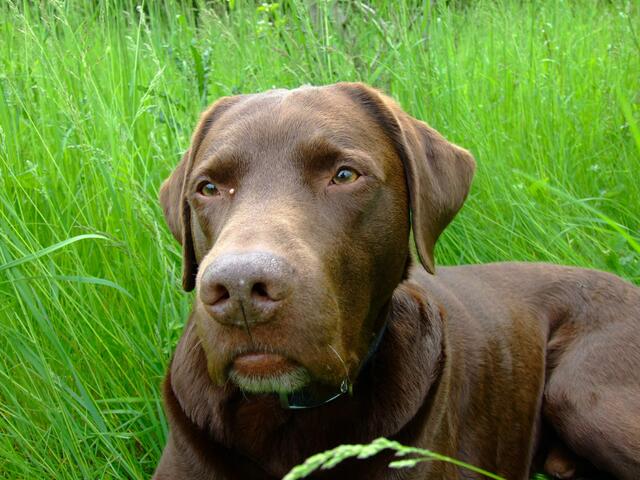 Benni, mein treuer Begleiter.