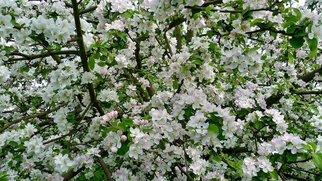 Apfelblüte am 10.5.2013 !