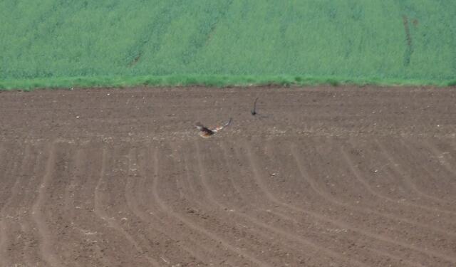 Rabe jagt Greifvogel