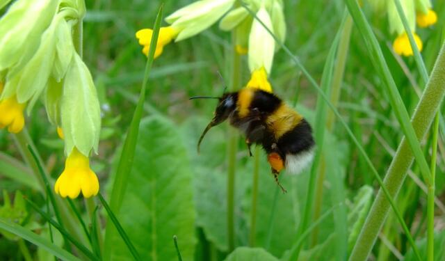 Hummel im Flug