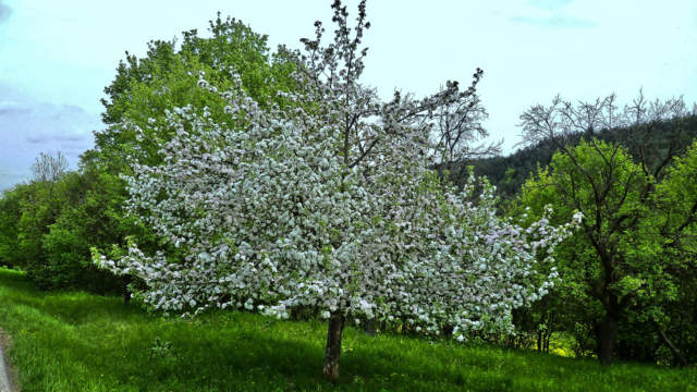 Apfelblüte am 10.5.2013 !