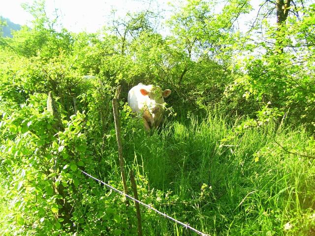 Tierische Unterstützung