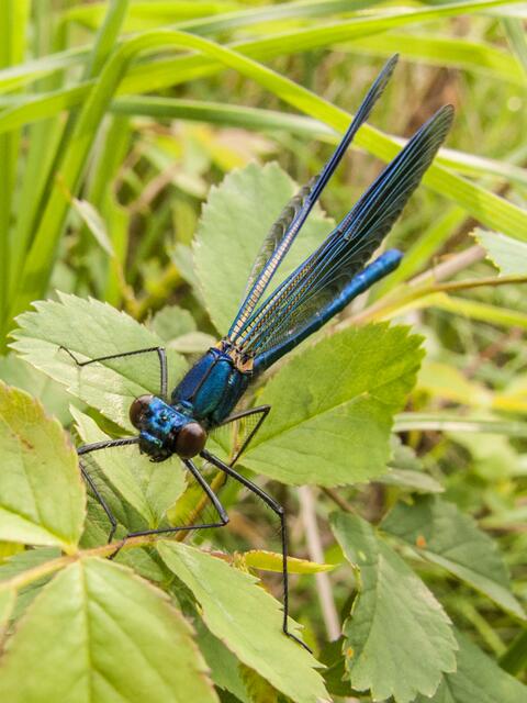 Gebänderte Prachtlibelle (Calopteryx splendens)