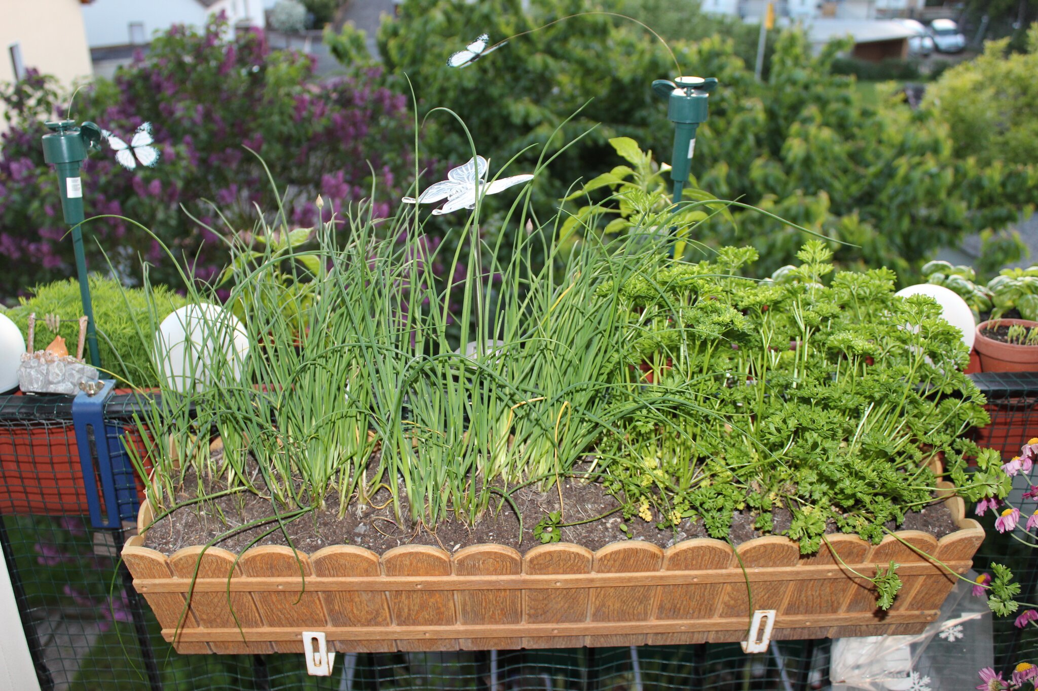 Mein kleiner Kräutergarten auf dem Balkon. - Marburg