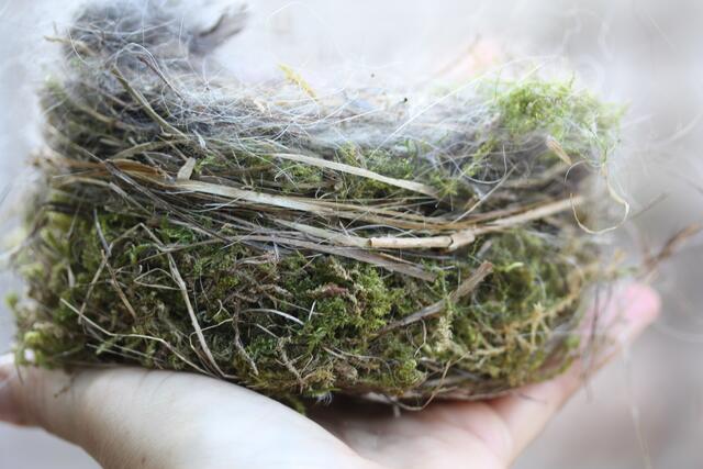 Das Nest von der Seite: Unterbau aus Moos, ein Rand aus Halmen, Hundewolle, Fasern...