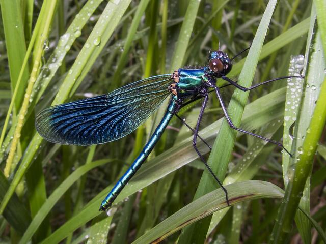 Gebänderte Prachtlibelle (Calopteryx splendens)