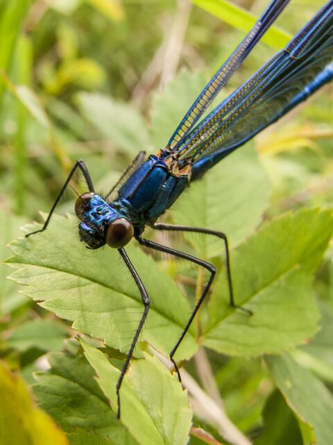 Gebänderte Prachtlibelle (Calopteryx splendens)