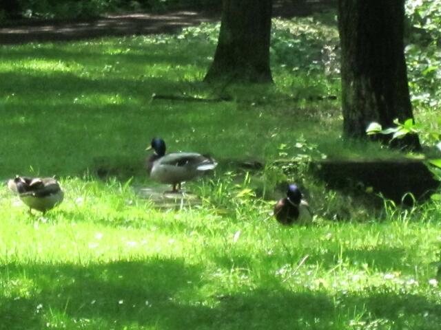 Auch die Enten lassen sich von der Sonne wärmen.