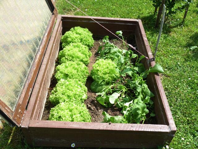 Salat und Kohlrabi im Frühbeet