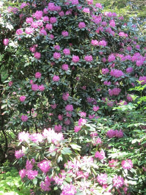 Diesem  Rhododendron hat der Regen auch nicht geschadet.