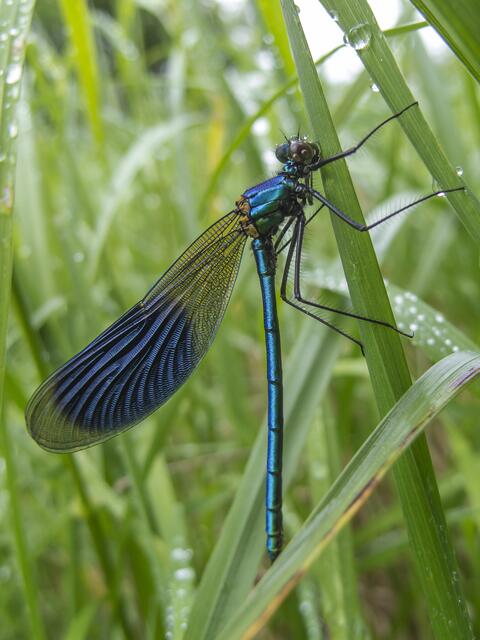 Gebänderte Prachtlibelle (Calopteryx splendens)