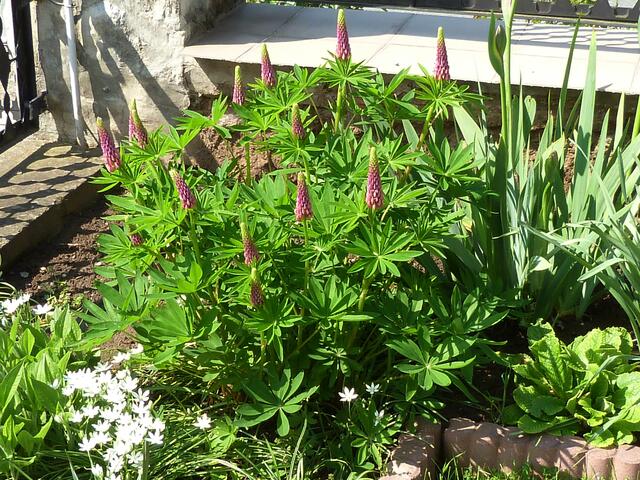 Lupinen