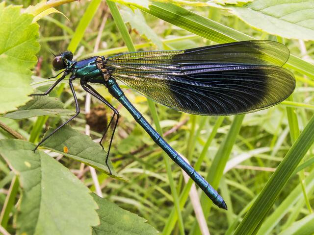 Gebänderte Prachtlibelle (Calopteryx splendens)