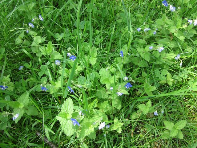 Diese Wiesenblumen lachten mich an.