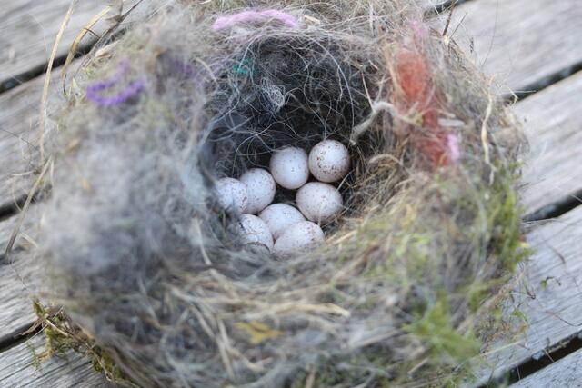 Nest mit Gelege