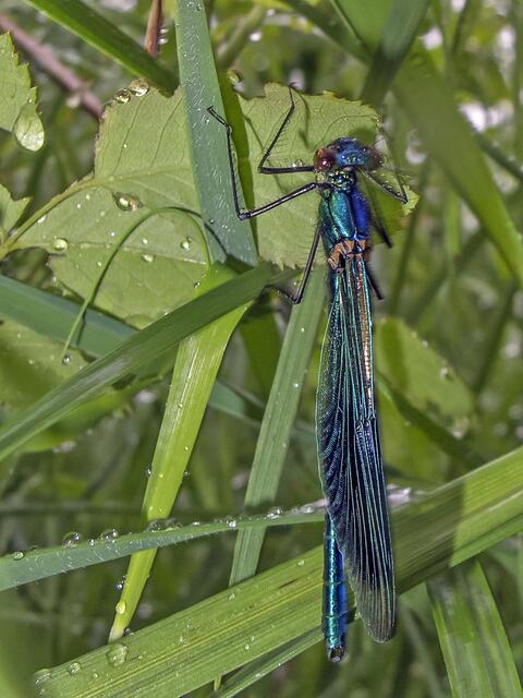 Gebänderte Prachtlibelle (Calopteryx splendens)
