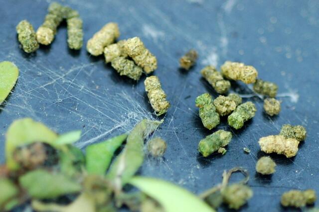 Alles was übrig bleibt: Gelb-grüne Kotpakete