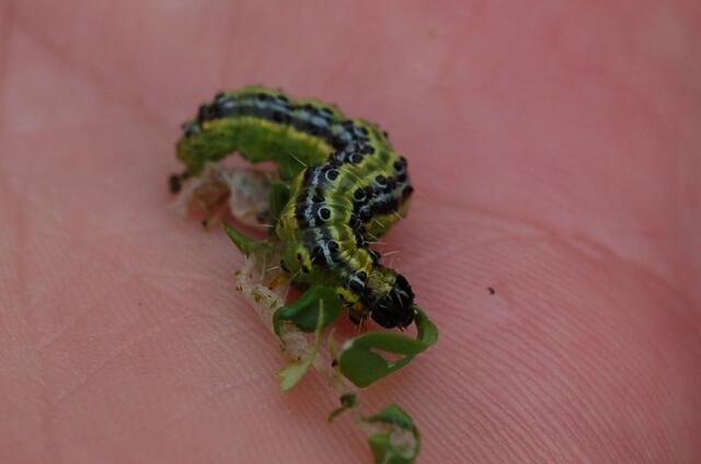 Händisches Absammeln: zeitraubend, eklig, aber umweltfreundlich