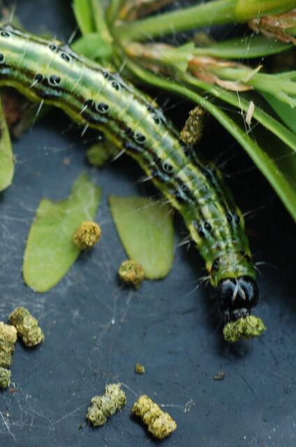 Reinlich sind die Plagegeister, sorgfältig transportieren sie ihre Hinterlassenschaften aus dem Frasbereich
