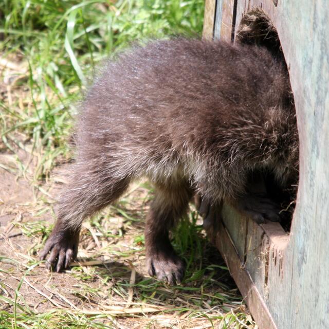 Und Schwupps. Wech isser!