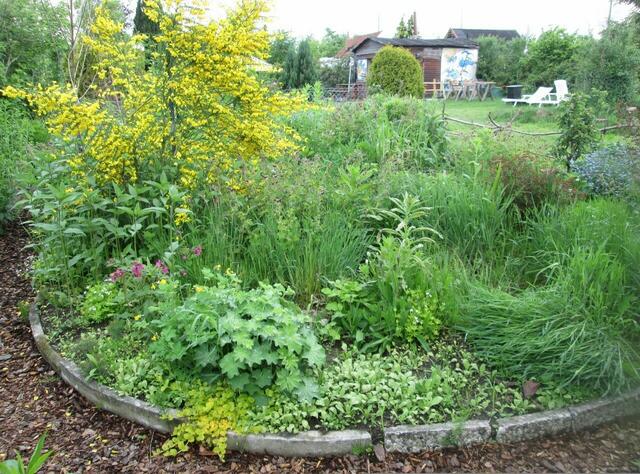 Mein Wildgarten-leider ist der Ginster abgebrochen-muss die abgeknickten Äste entfernen-ungerne-überlebt die Pflanze das?