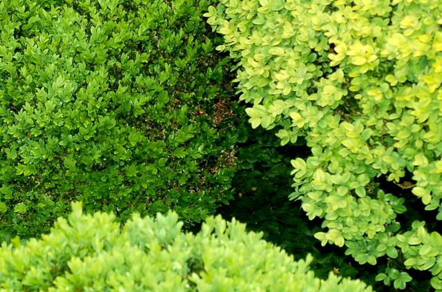 Erster sichtbarer Befall: sofortiges Handeln ist jetzt geboten