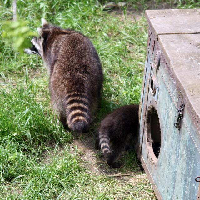 Ha, was sehe ich den da?